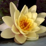 Water Lily (image by Powi, Flickr, CC)