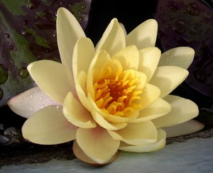 Water Lily (image by Powi, Flickr, CC) Water Lily (image by Powi, Flickr, CC)