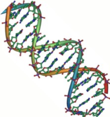 DNA Double Helix