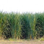 Sugar Cane Crop