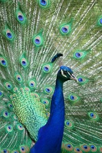 Peacock (image by aussiegall, Flickr, CC)