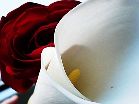 Rose and Lily (image by CresySusy, Flickr, CC)